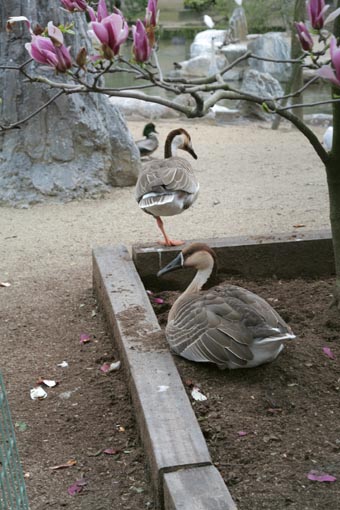 天王寺動物園へ③_b0160363_1461066.jpg