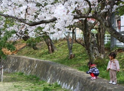 公園の桜　春のバルコニー_b0148166_0411655.jpg