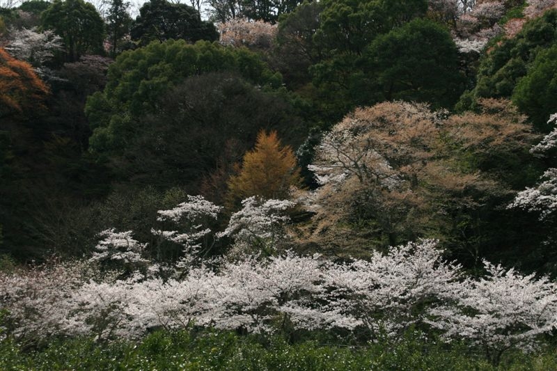 2010-03 桜・紀州路_c0185066_98477.jpg