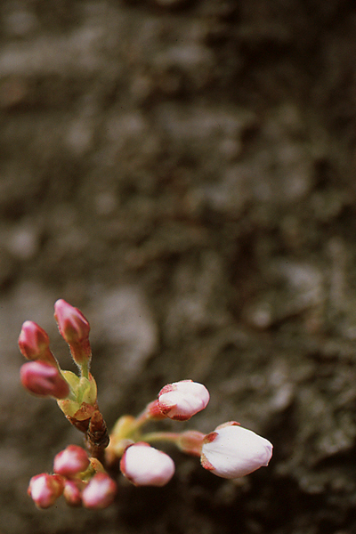 ＳＡＫＵＲＡ　１_c0141967_038528.jpg