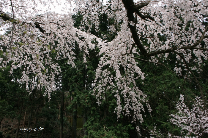 宿坊のある寺院と枝垂れ桜_e0148667_9202094.jpg