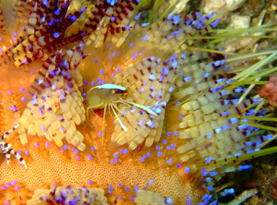 見るのもいいね～カニ・エビ編　　　　　　　　LEMBEH_e0184067_1716533.jpg