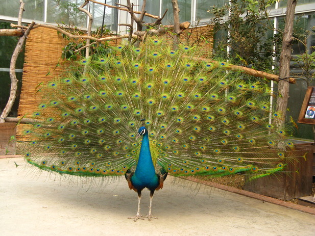 神戸花鳥園・・・とりさん編_a0114469_1925278.jpg