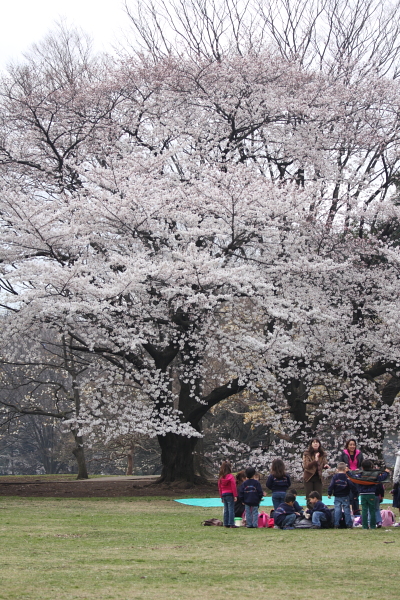 お花見の準備完了_b0188569_19225268.jpg