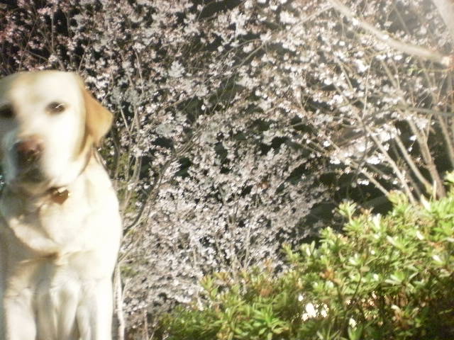 桜花開花本格的開始_f0052277_039919.jpg