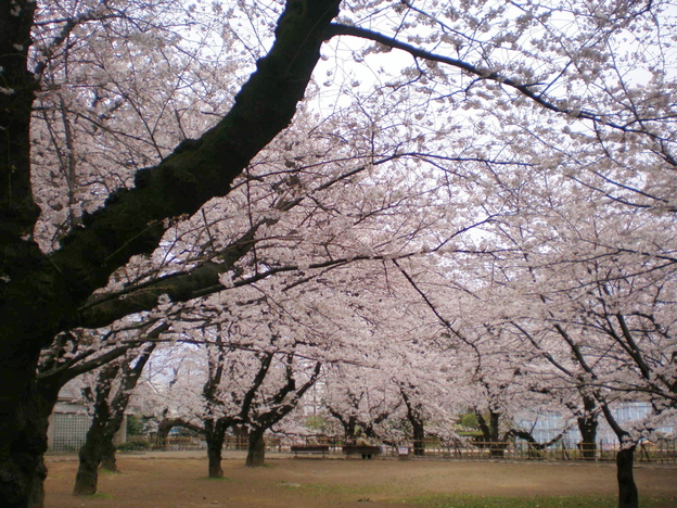 桜～。。。_f0007580_23132962.jpg