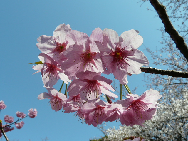 新宿御苑の桜_e0145782_1317342.jpg