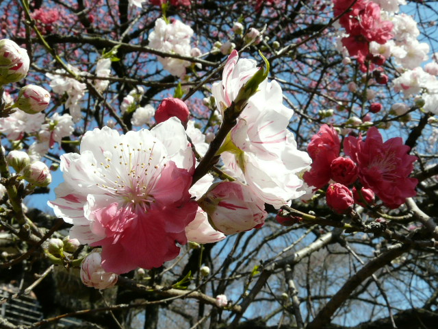 新宿御苑の桜_e0145782_1323980.jpg