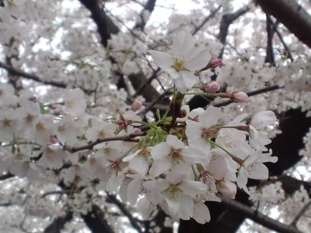 桜、咲いてますよ。_c0184384_1373849.jpg