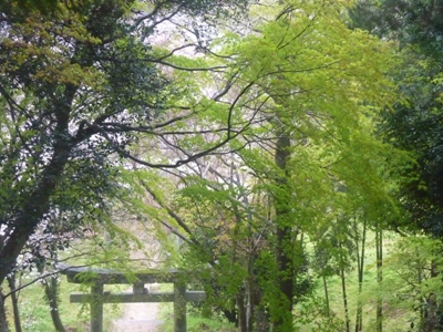 雨の夜須町。【3】 「宝満宮」から降りていきます。_e0188087_056290.jpg