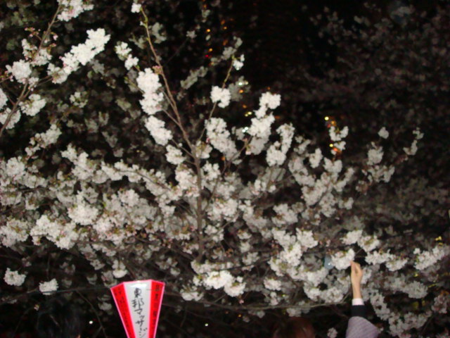 『夜桜』_e0124490_21383823.jpg