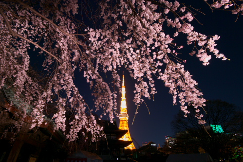 夜桜東京タワー_c0082191_87189.jpg