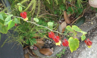 f0166694_1911516.jpg