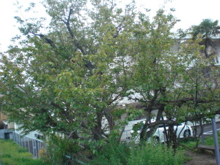 f0166694_1985836.jpg