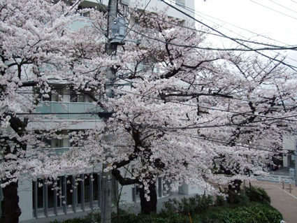 目黒の桜・開花状況 4/2　そんな桜に、私はなりたい。_e0000295_14482640.jpg