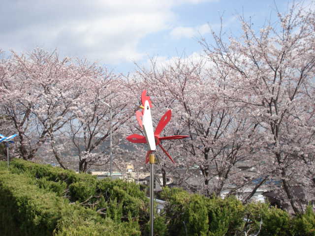 今年の桜_d0152100_22104412.jpg