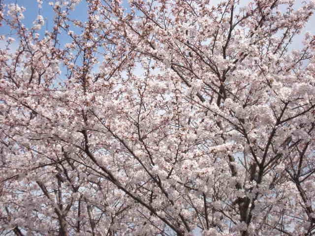 今年の桜_d0152100_22111668.jpg