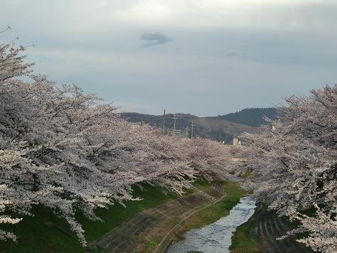サクラ満開!!_a0122205_1405065.jpg
