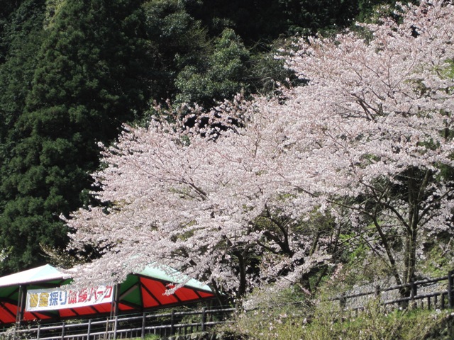 満開の桜 マイントピア別子 愛媛県新居浜市 10 4 3 徳ちゃん便り 満開の桜 マイントピア別子 愛媛県新居浜市 10 4 3 徳ちゃん便り