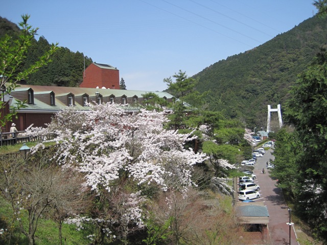 満開の桜 マイントピア別子 愛媛県新居浜市 10 4 3 徳ちゃん便り 満開の桜 マイントピア別子 愛媛県新居浜市 10 4 3 徳ちゃん便り