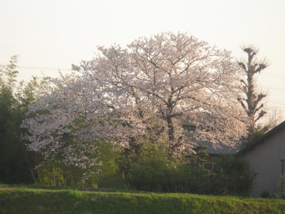 春爛漫　桜づくし　　　１０/０４/０３_d0048812_1822720.jpg