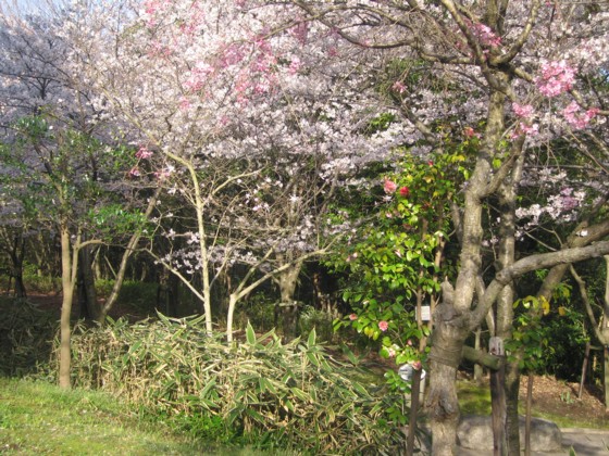 春爛漫　桜づくし　　　１０/０４/０３_d0048812_187586.jpg