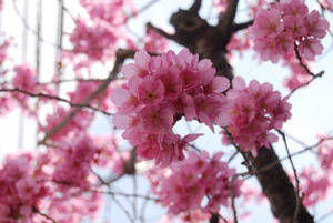 ☆☆☆桜2010コレクションNo.2☆☆☆_a0031714_23405891.jpg