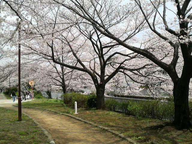 石神井川 桜並木_f0051814_14583938.jpg