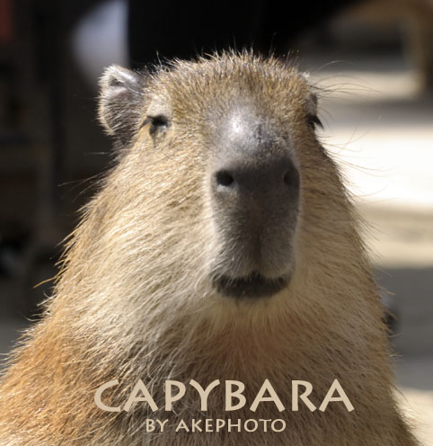 カピバラ～♪_e0127416_107990.jpg