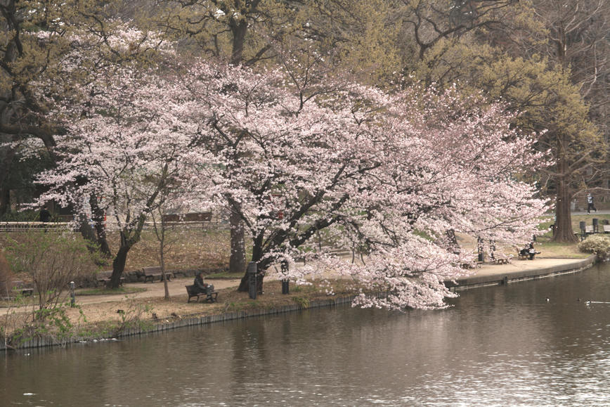 桜・・・・・大宮公園_d0150720_2003218.jpg