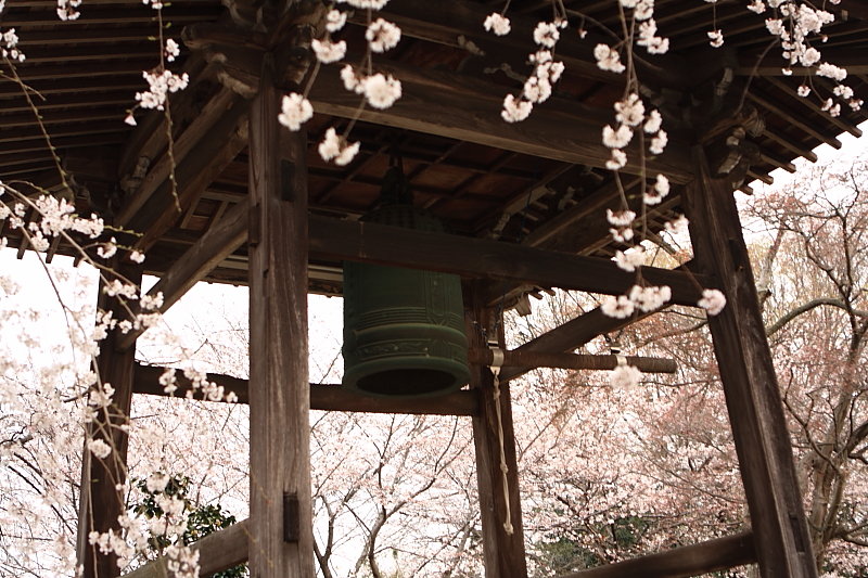 安永寺の桜_e0168321_15344991.jpg