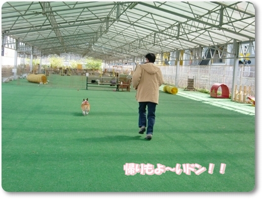屋根付きドッグラン にまた行って来ました アリスに首ったけ