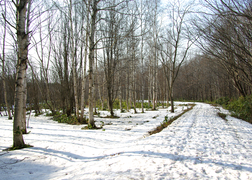 森の根明け（野幌森林公園）_c0223825_1314145.gif