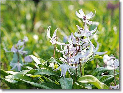 カタクリの花を求めて_c0128628_1050242.jpg