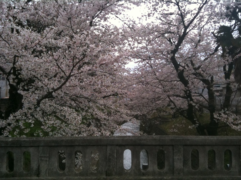関の桜は今日満開。_a0026530_23462330.jpg