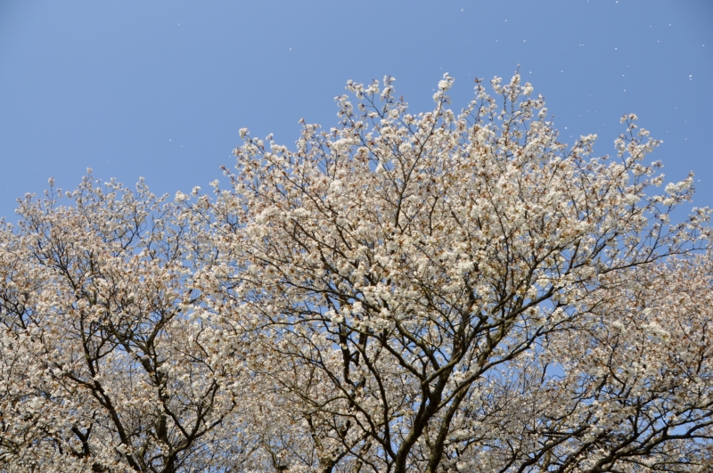 一心行の大桜 2010_d0079432_1323029.jpg