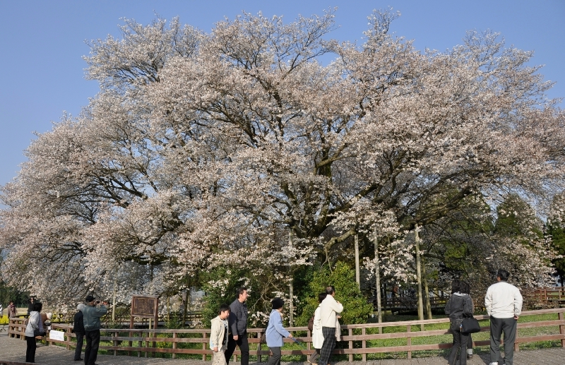 一心行の大桜 2010_d0079432_1355067.jpg