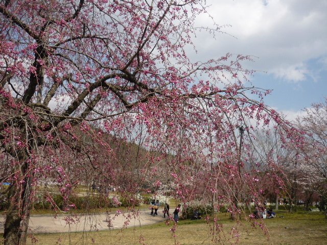 桜_c0216434_16295419.jpg