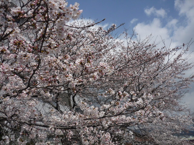 桜_c0216434_16453699.jpg