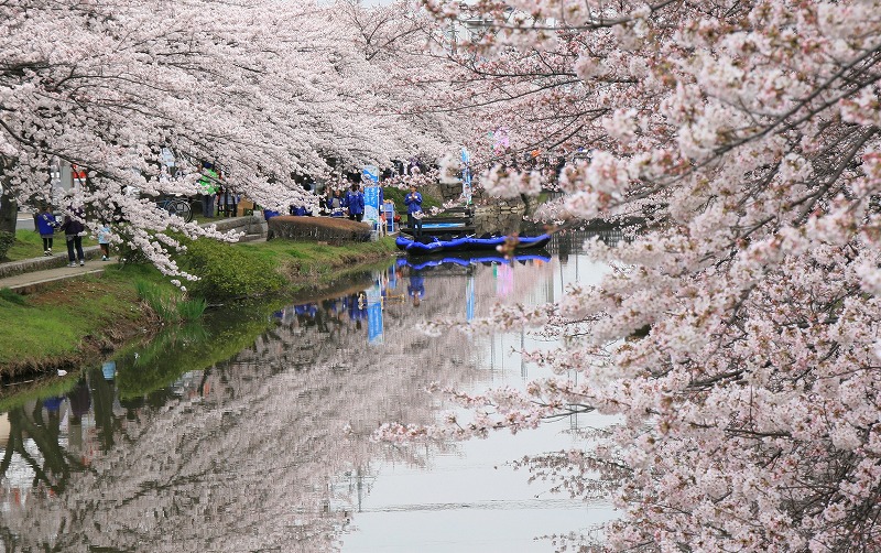 葛西用水の桜の下で金婚式のセレモ二～_e0052135_21323534.jpg