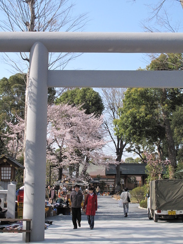 桜　さくら　_c0205942_15315465.jpg