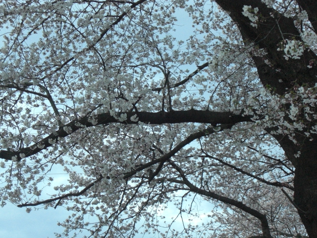 咲いた咲いた　桜の花が_e0113842_21431954.jpg