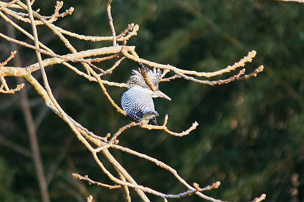 a0157046_18503514.jpg