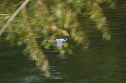a0157046_18581894.jpg