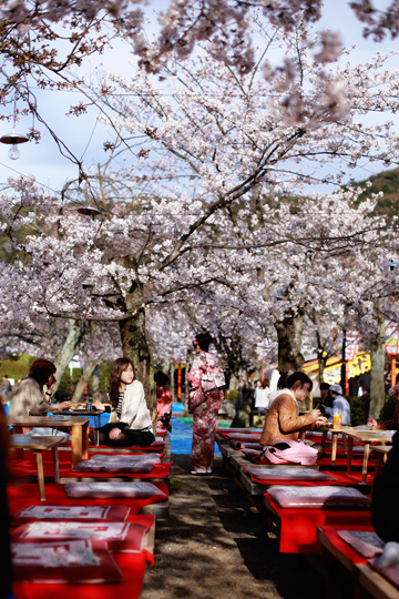 きょうの桜：　(3) 八坂神社と高瀬川／木屋町通_d0008146_18331088.jpg