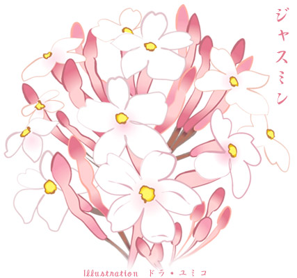 ジャスミンの花イラスト ドラ ユミコのイラスト料理店