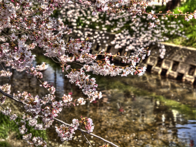 五条川桜まつり_b0135347_22473633.jpg