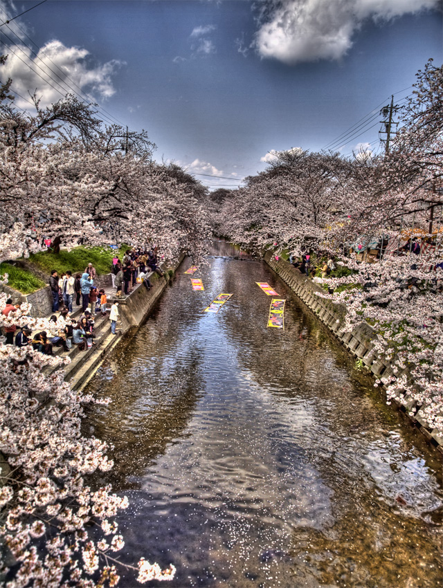 五条川桜まつり_b0135347_22474828.jpg