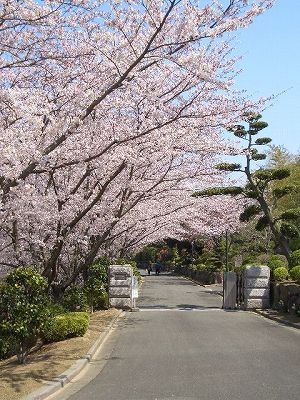 桜の通り抜け_d0134247_11503445.jpg