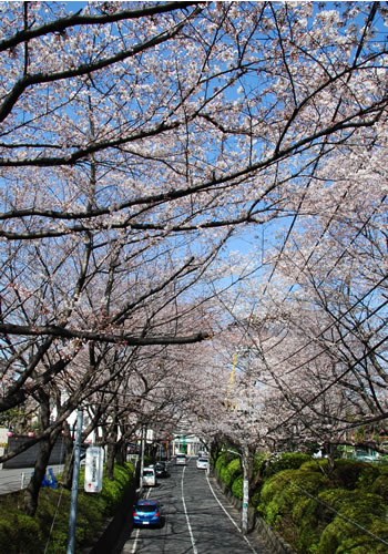 サクラサクラ　桜坂～多摩川台公園_a0050548_12432094.jpg